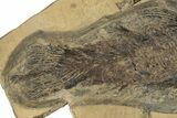 Rare, Undescribed Fossil Coelacanth - Kinney Quarry, New Mexico #206435-2